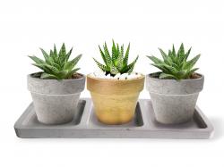 Beton Tepsili 3'lü Konik Beton Saksı Seti HK1633