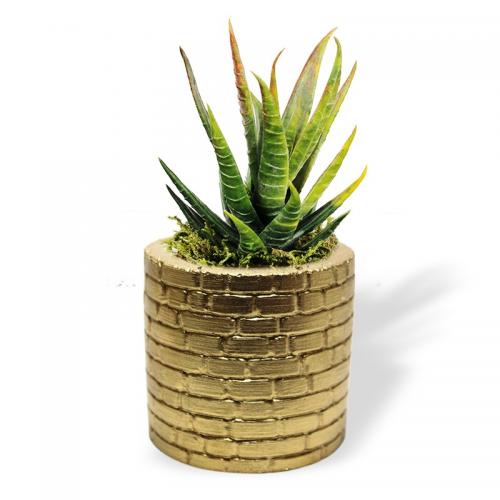 Betigo Duvar Desenli Beton Sukulent Saksısı, Altın