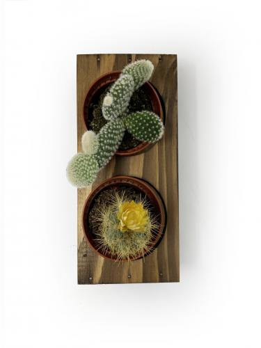 2'li Ahşap Sukulent Standı - Halkkitabevi