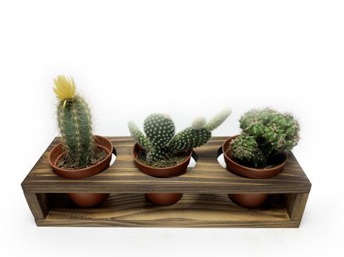 3'lü Ahşap Sukulent Standı - Halkkitabevi