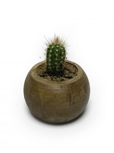 Ahşap Renkli Beton Küre Saksı