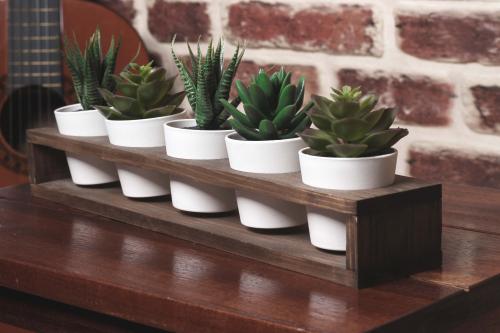 5'li Ahşap Sukulent Standı