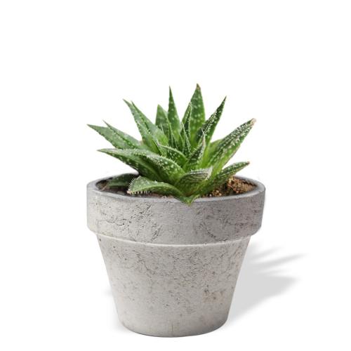 Klasik Beton Saksı - Halkkitabevi