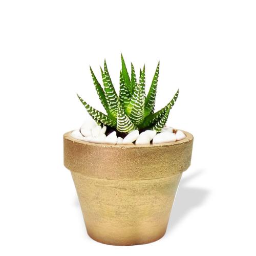 Klasik Beton Saksı Altın